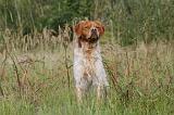 EPAGNEUL BRETON 023